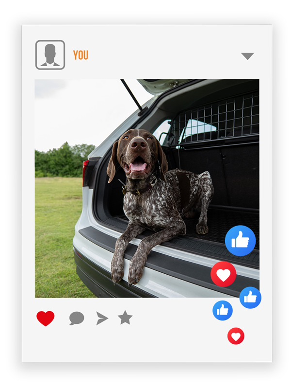 Dog sitting in the back of a car with a social media interface overlay.