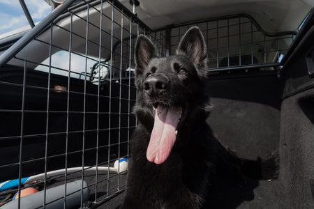 How to Travel Safely With Your Dog in the Car