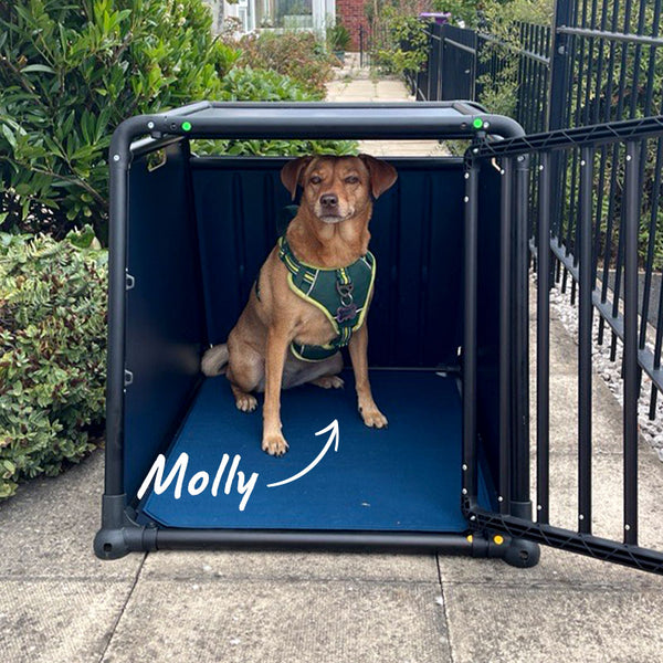 Molly