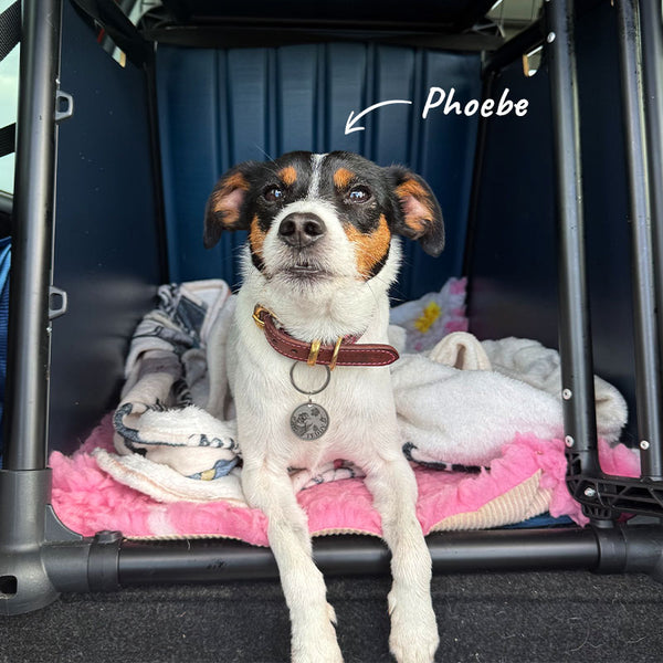 Jack Russell
